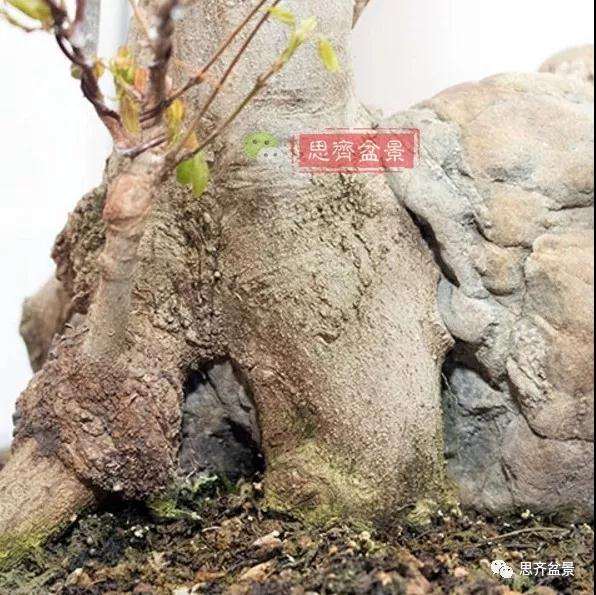 三角枫下山桩怎么制作附石盆景的方法