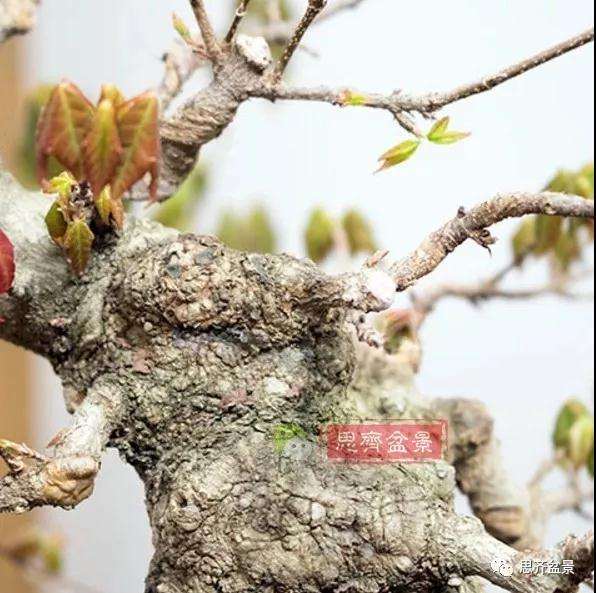 三角枫下山桩怎么制作附石盆景的方法