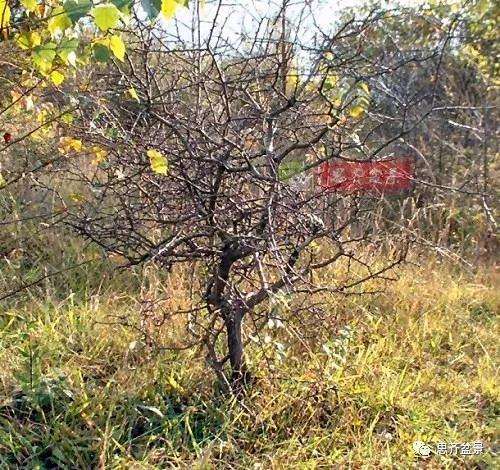 山楂下山桩怎么制作盆景的方法