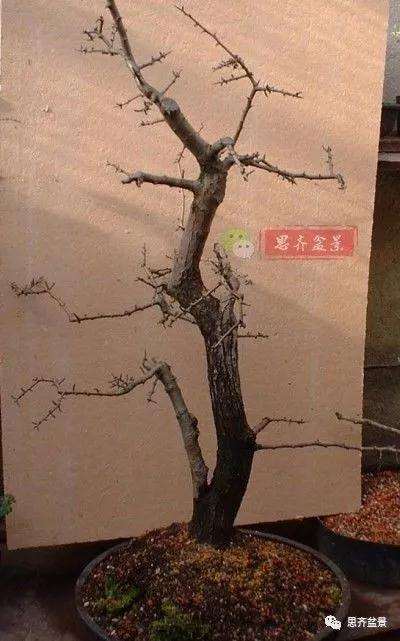 山楂下山桩怎么制作盆景的方法