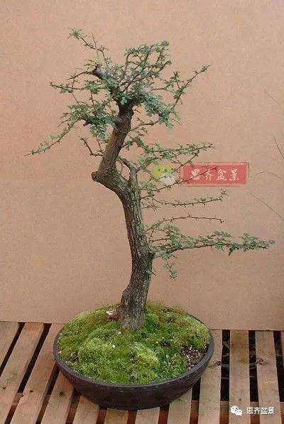 山楂下山桩怎么制作盆景的方法