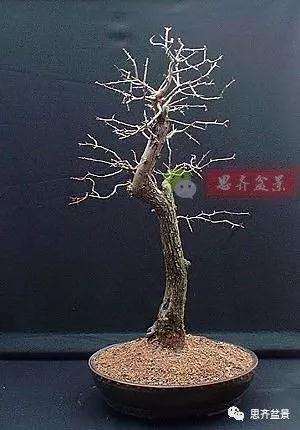 山楂下山桩怎么制作盆景的方法