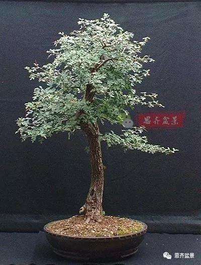 山楂下山桩怎么制作盆景的方法