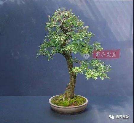 山楂下山桩怎么制作盆景的方法