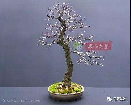 山楂下山桩怎么制作盆景的方法