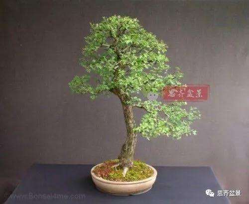 山楂下山桩怎么制作盆景的方法