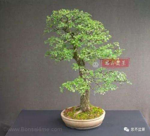 山楂下山桩怎么制作盆景的方法