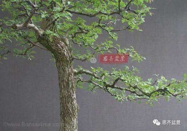 山楂下山桩怎么制作盆景的方法