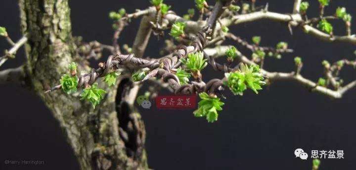 山楂下山桩怎么制作盆景的方法