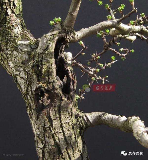 山楂下山桩怎么制作盆景的方法