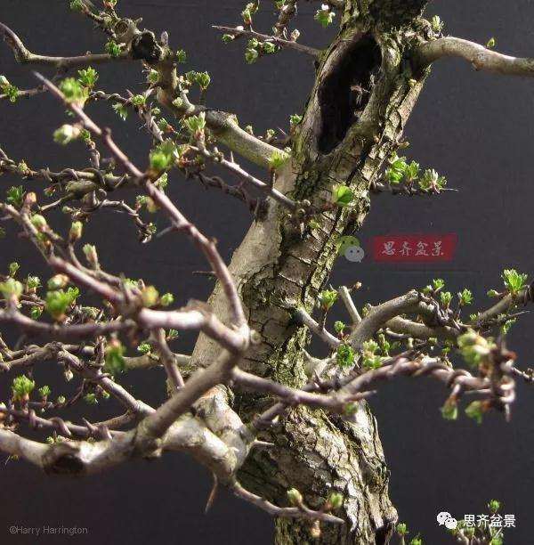 山楂下山桩怎么制作盆景的方法