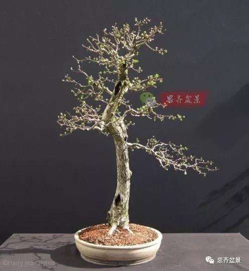 山楂下山桩怎么制作盆景的方法