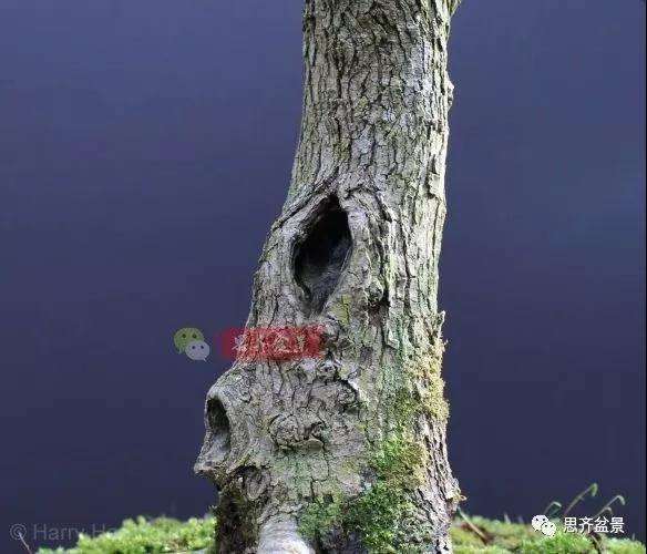 山楂下山桩怎么制作盆景的方法