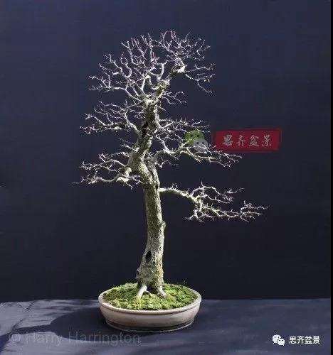 山楂下山桩怎么制作盆景的方法