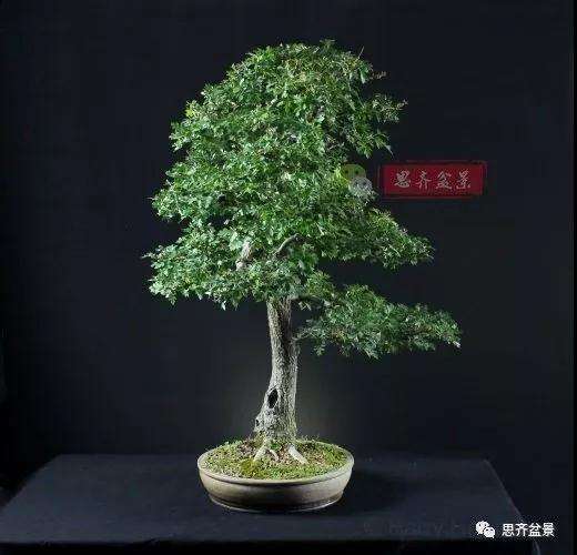 山楂下山桩怎么制作盆景的方法