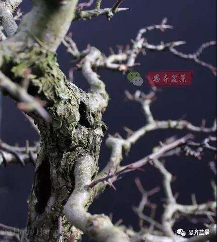 山楂下山桩怎么制作盆景的方法