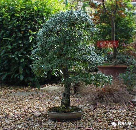 山楂下山桩怎么制作盆景的方法