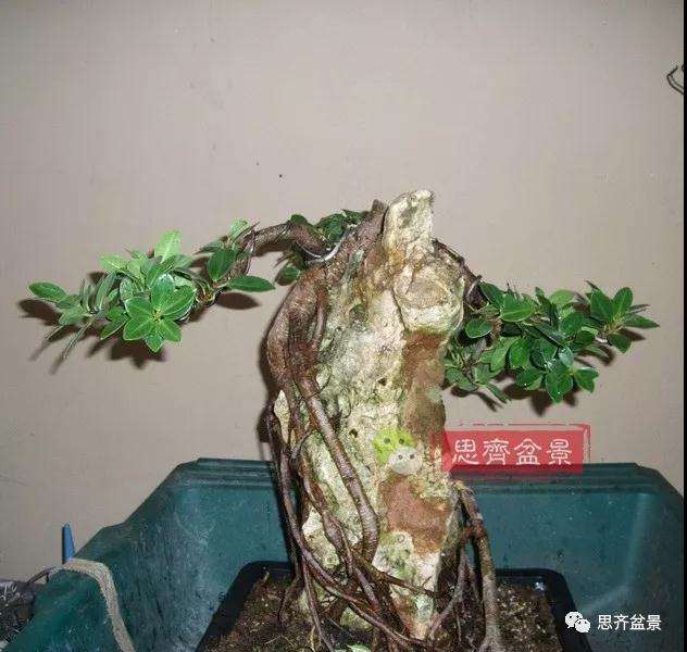 榕树下山桩怎么制作抱石盆景