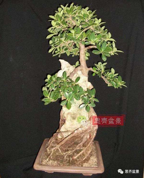 榕树下山桩怎么制作抱石盆景