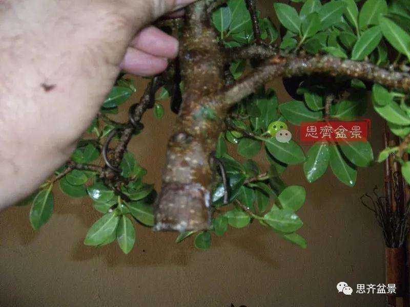 榕树下山桩怎么制作抱石盆景