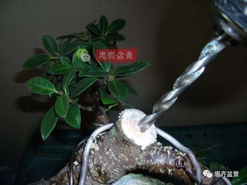 榕树下山桩怎么制作抱石盆景