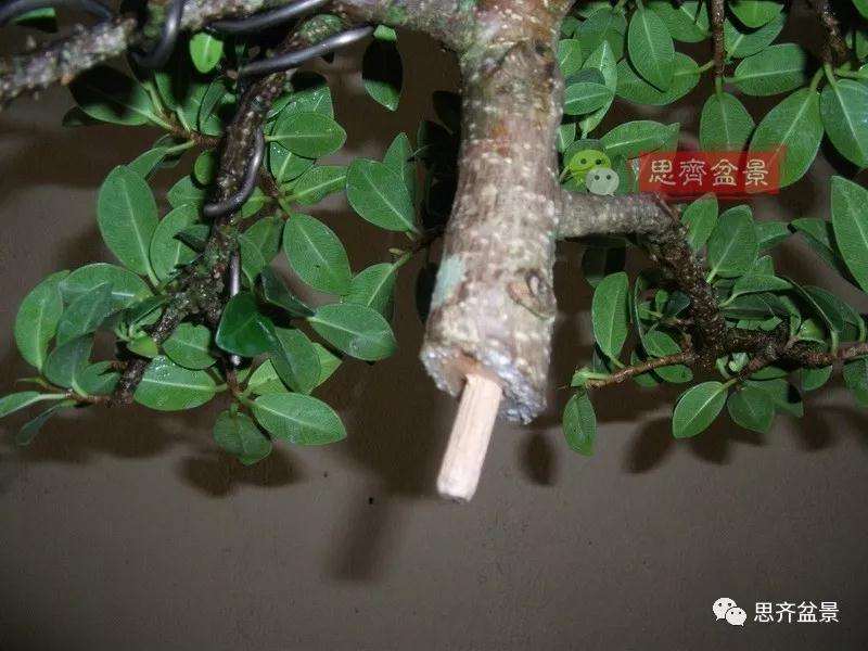 榕树下山桩怎么制作抱石盆景