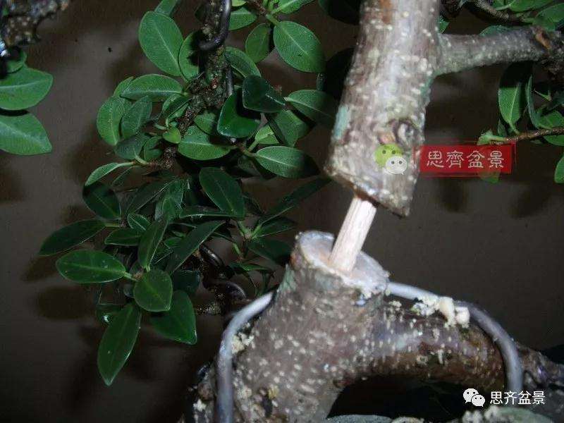 榕树下山桩怎么制作抱石盆景