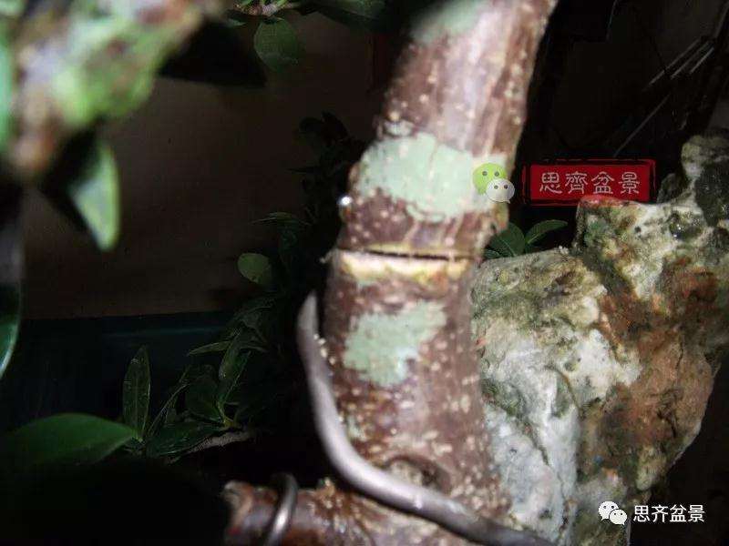 榕树下山桩怎么制作抱石盆景