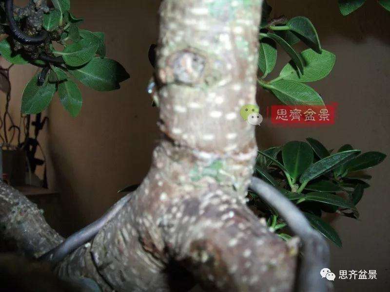 榕树下山桩怎么制作抱石盆景