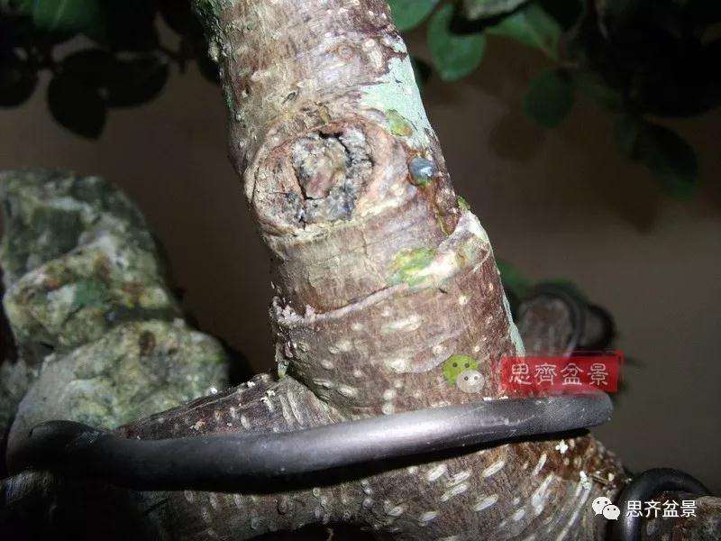 榕树下山桩怎么制作抱石盆景