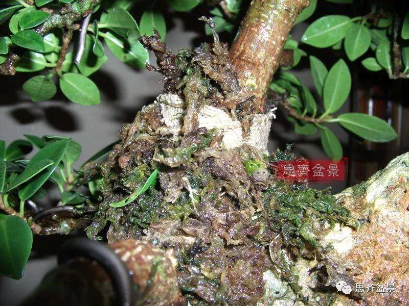 榕树下山桩怎么制作抱石盆景