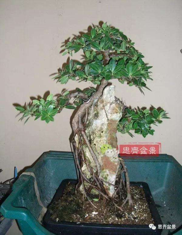 榕树下山桩怎么制作抱石盆景