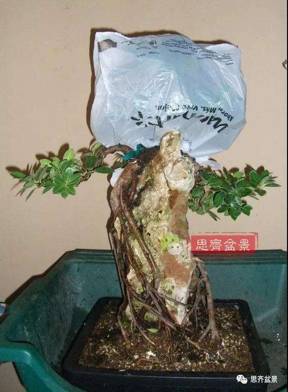 榕树下山桩怎么制作抱石盆景