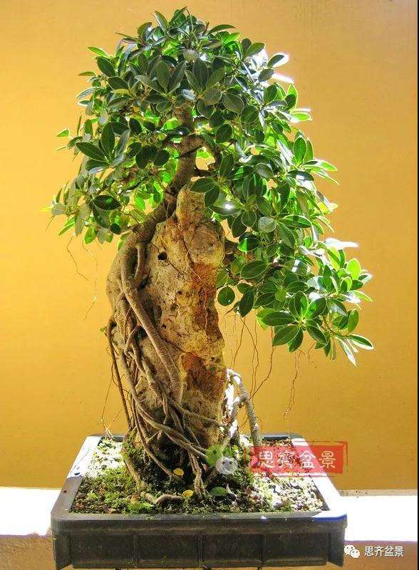 榕树下山桩怎么制作抱石盆景