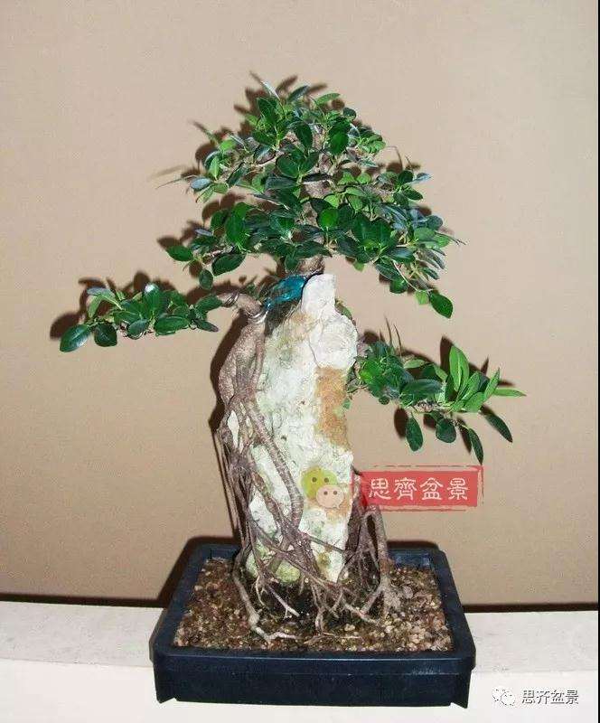 榕树下山桩怎么制作抱石盆景