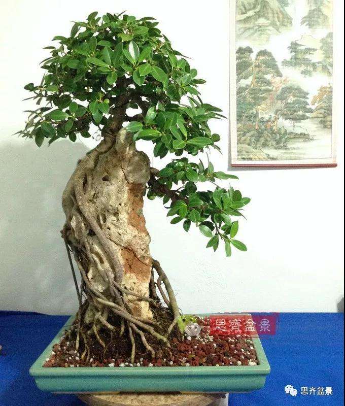 榕树下山桩怎么制作抱石盆景