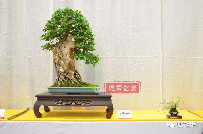 榕树下山桩怎么制作抱石盆景