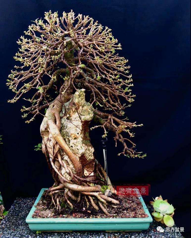 榕树下山桩怎么制作抱石盆景