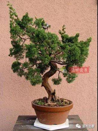 真柏下山桩7年制作盆景的过程