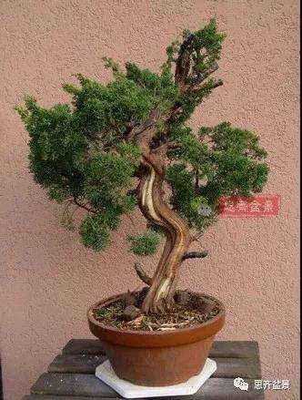 真柏下山桩7年制作盆景的过程