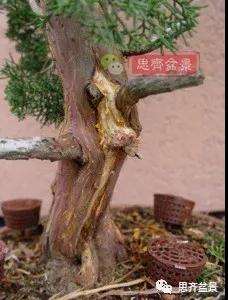 真柏下山桩7年制作盆景的过程