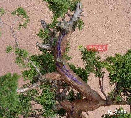 真柏下山桩7年制作盆景的过程