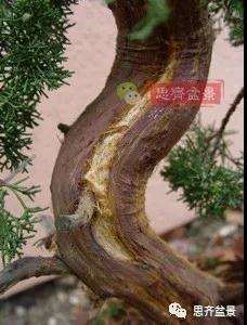 真柏下山桩7年制作盆景的过程