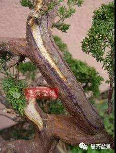 真柏下山桩7年制作盆景的过程