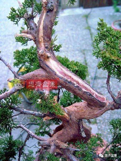 真柏下山桩7年制作盆景的过程