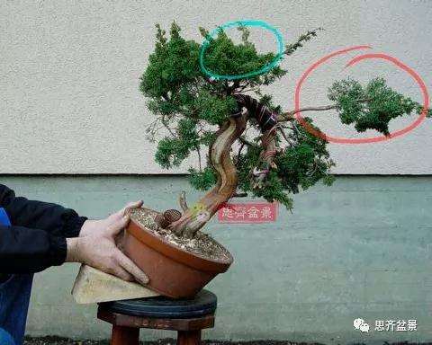 真柏下山桩7年制作盆景的过程