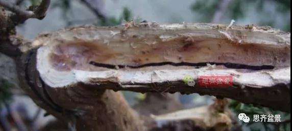 真柏下山桩7年制作盆景的过程