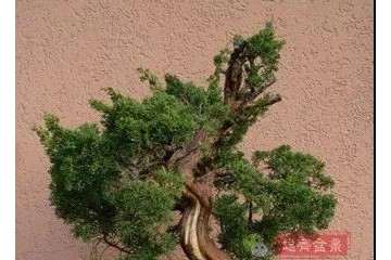 图解 真柏下山桩7年制作盆景的过程