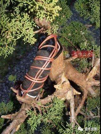 真柏下山桩7年制作盆景的过程