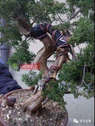 真柏下山桩7年制作盆景的过程